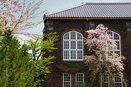 図書館旧館の前に咲く桜